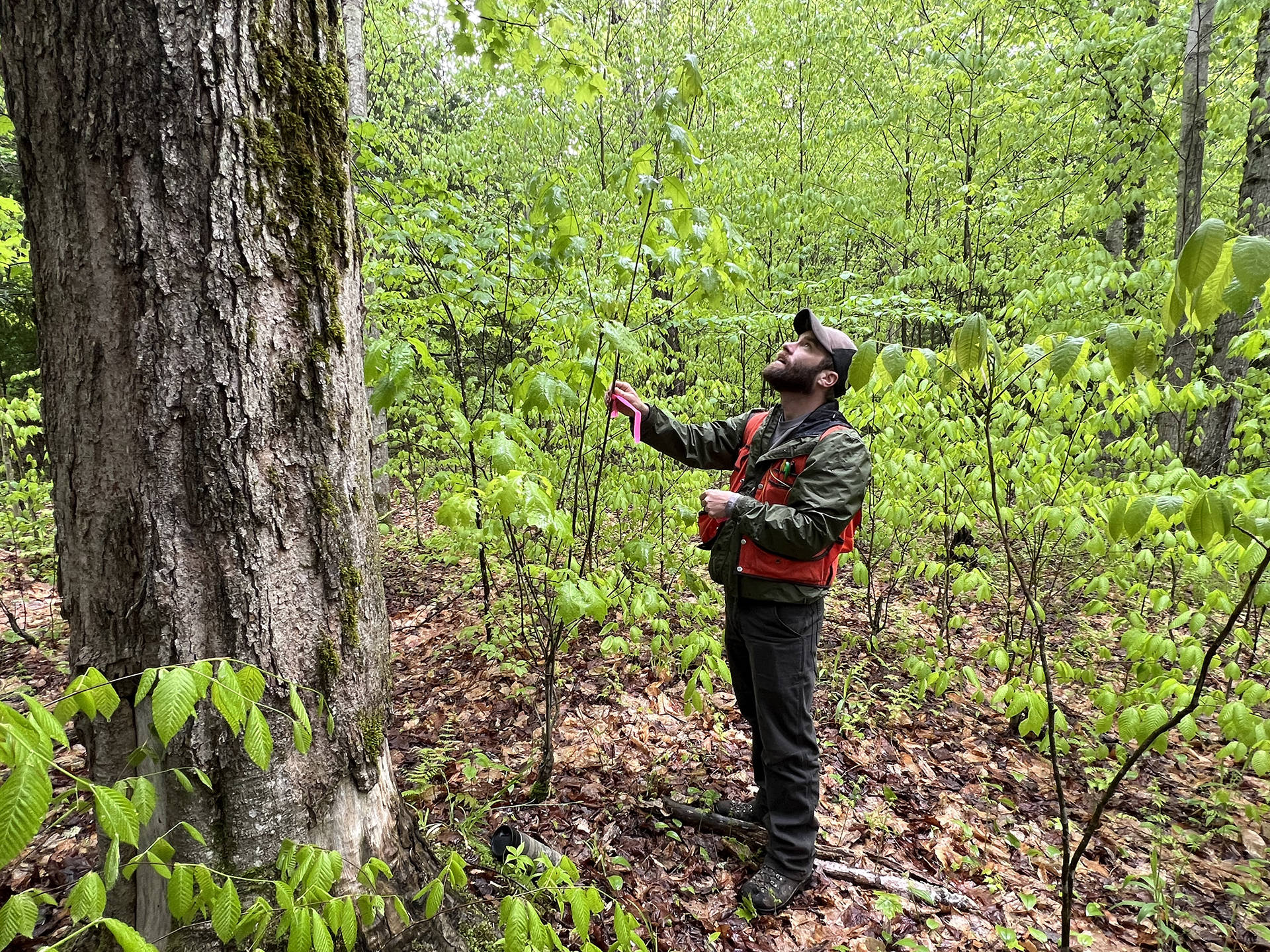 Tim Duclos standing in the woods examining a small tree.